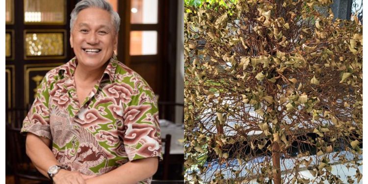 Chef Wan Pecat Pemandu Pemalas, Pokok Bunga Ixora Kesayangan Mati Kekeringan