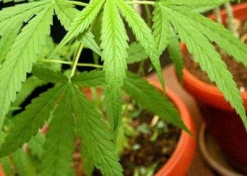 Jumpa 17 Pokok Ganja Dalam Kondominium, Komposer Popular Disoal Siasat Polis