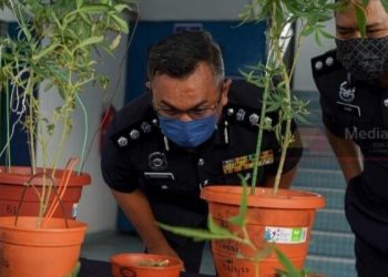 Penyanyi Nasyid Berdepan Hukuman Gantung, Belajar Tanam Ganja Menerusi Media Sosial