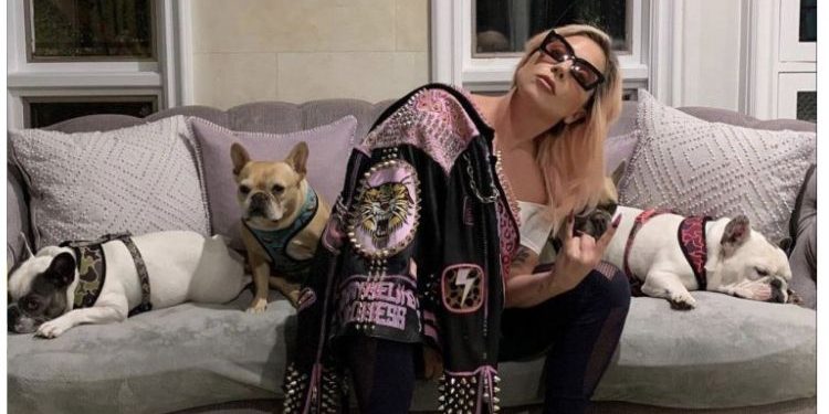 Mungkir Janji Beri Habuan Kepada Wanita Pulangkan Anjing Lady Gaga Diugut RM2.2 Juta